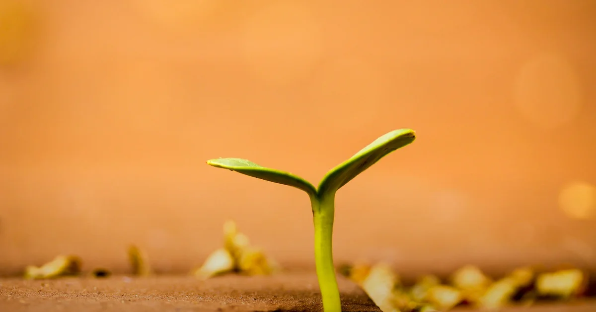 Post-Traumatic Growth: Why Hard Times Build You