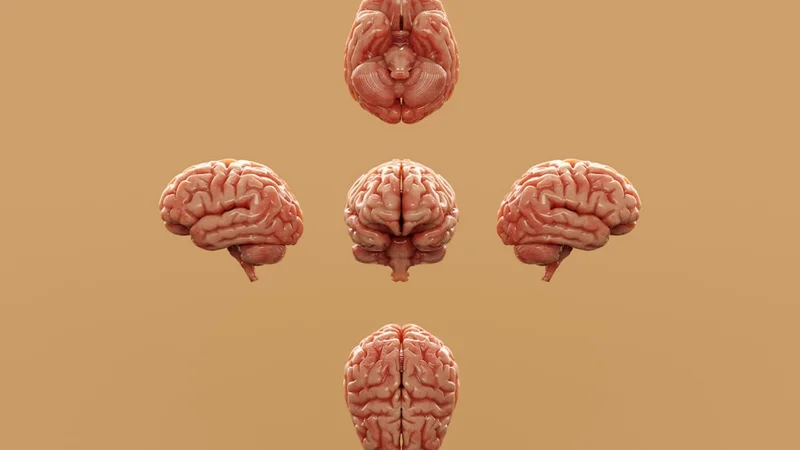 Una escena dividida que muestra una superficie de velcro que atrapa todo lo que se le lanza frente a una sartén de teflón por la que la comida resbala — metáfora visual de cómo el cerebro procesa las experiencias negativas frente a las positivas