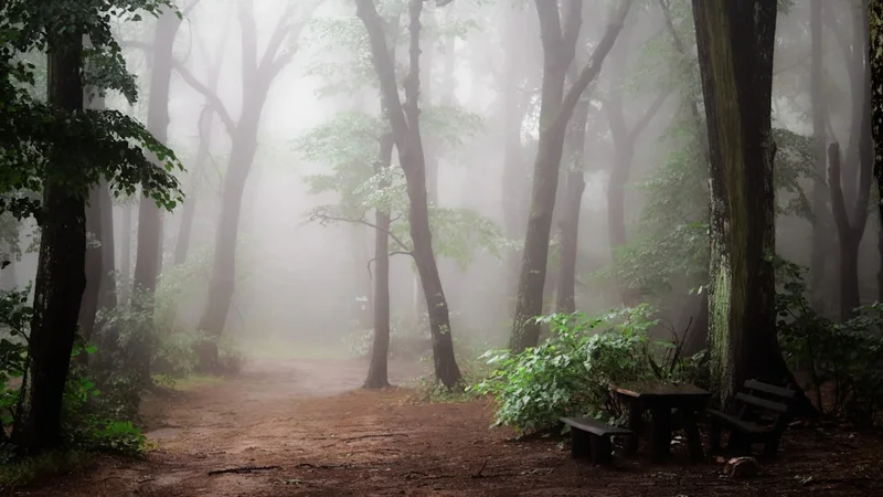 Uma trilha florestal encoberta por neblina no início da manhã, o destino invisível na névoa mas o caminho claramente sob os pés — progresso invisível, etapas de mudança, transformação interna